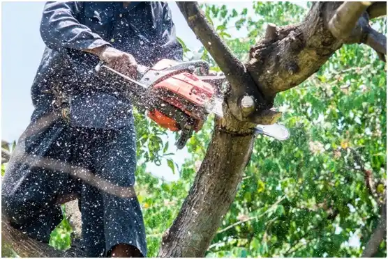 tree services Waco